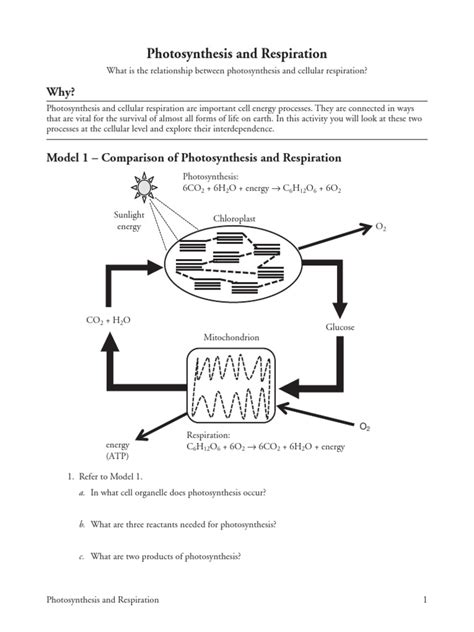Dietausendsassas De New Pogil Photosynthesis And Respiration Answer Cellular Respiration Pogil Worksheet Answers - Cellular Respiration Pogil Worksheet Answers