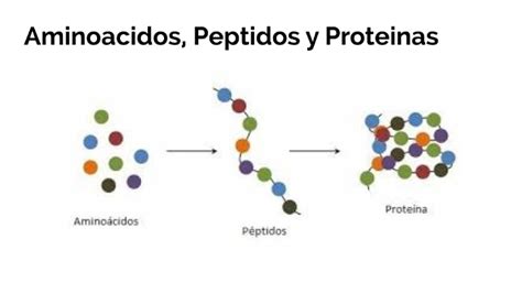 diferencia entre péptido y proteína