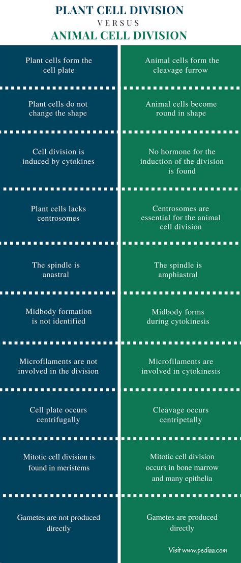 Difference Between A Plant Cell And A Animal Cell