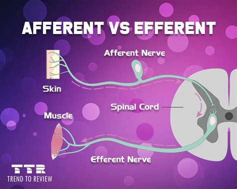 Difference Between Afferent And Efferent Nerves