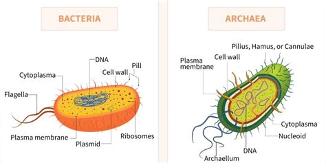 Difference Between Archaea And Bacteria