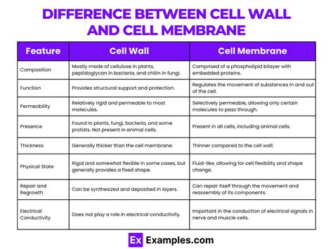 Difference Between Cell Wall And Cell Membrane