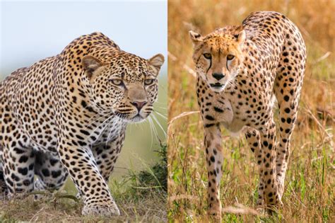 Difference Between Cheetah And Leopard