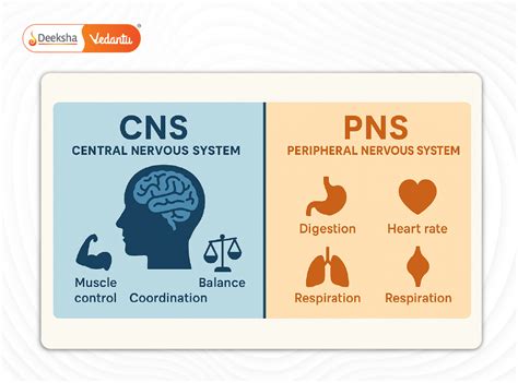 Difference Between Cns And Pns