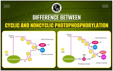 Difference Between Cyclic And Noncyclic Photophosphorylation