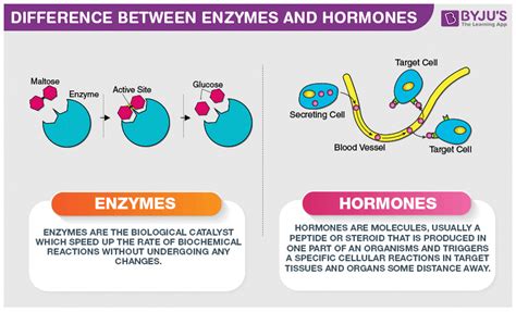 Difference Between Hormone And Enzyme