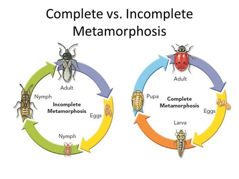 Difference Between Incomplete And Complete Metamorphosis Byjuu0027s Complete And Incomplete Metamorphosis Worksheet - Complete And Incomplete Metamorphosis Worksheet