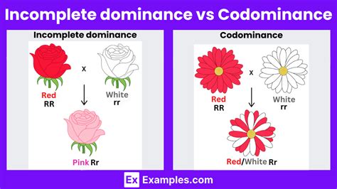 Difference Between Incomplete Dominance And Codominance