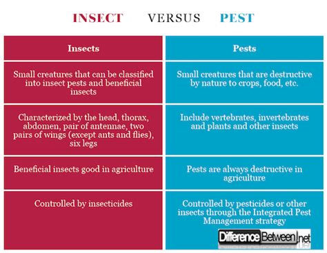 Difference Between Insect And Pest