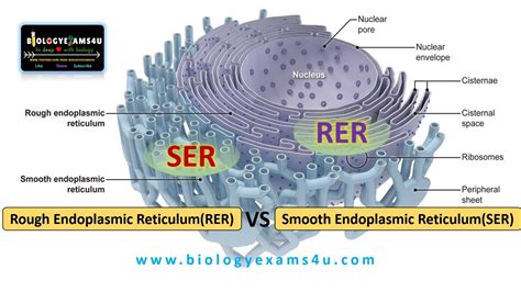 Difference Between Mer And Rer
