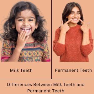 Difference Between Milk Teeth And Permanent Teeth