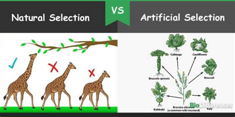 Difference Between Natural And Artificial Ecosystem