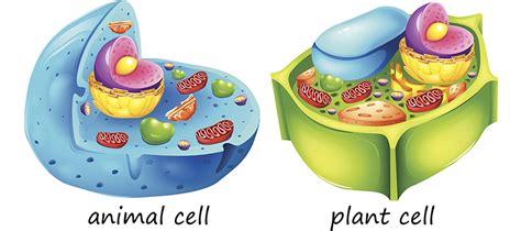 Difference Between Plant And Animal Cells Science Notes Plant Cells Vs Animal Cells Worksheet - Plant Cells Vs Animal Cells Worksheet