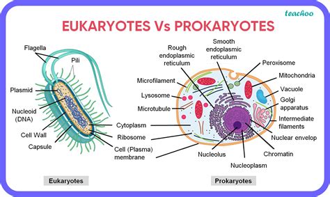 Difference Between Prokaryotic And Eukaryotic Cells Byjuu0027s Prokaryotic Cells Vs Eukaryotic Cells Worksheet - Prokaryotic Cells Vs Eukaryotic Cells Worksheet