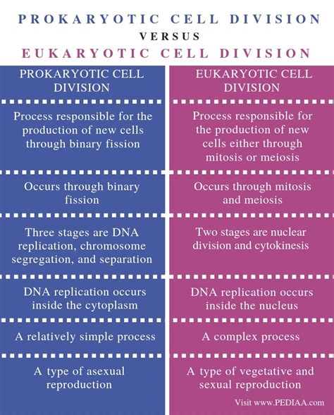 Difference Between Prokaryotic Cell And Eukaryotic Cell