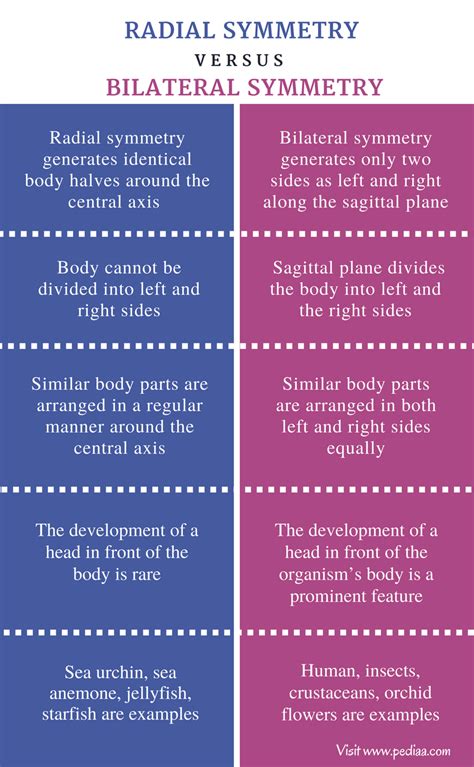 Difference Between Radial And Bilateral Symmetry