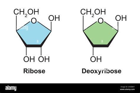 Difference Between Ribose And Deoxyribose