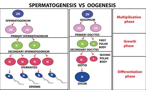 Difference Between Spermatogenesis And Oogenesis
