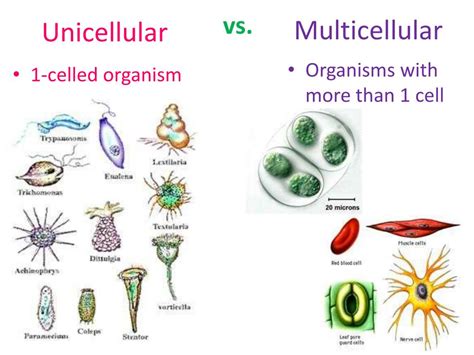 Difference Between Unicellular And Multicellular Organisms Unicellular Vs Multicellular Organisms Worksheet - Unicellular Vs Multicellular Organisms Worksheet