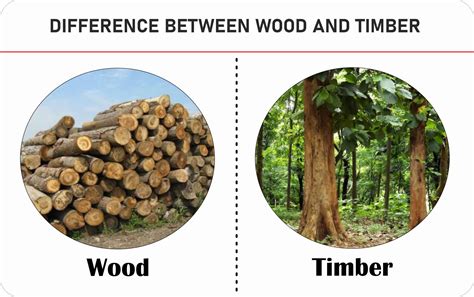 difference between wood and timber pdf