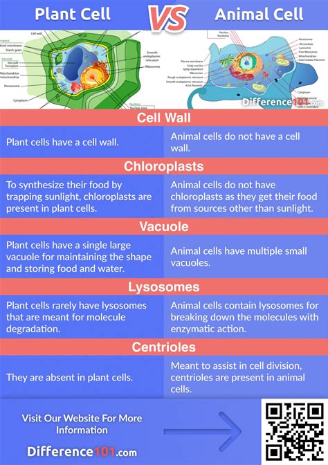 Difference Of A Plant Cell And Animal Cell