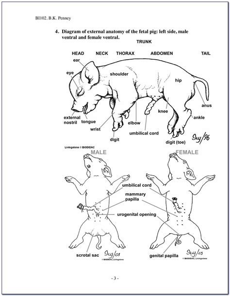 Differences Between Human And Pig Digestive System