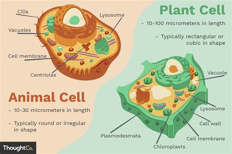 Differences Of A Plant And Animal Cell