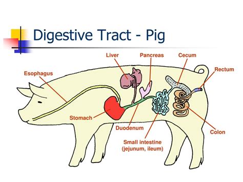 Full Download Differences Between Human And Pig Digestive System 