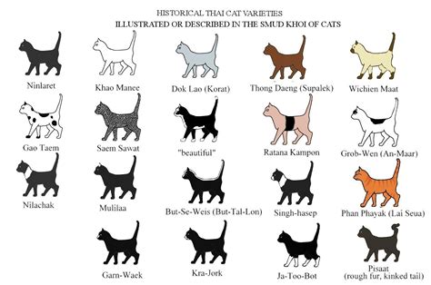 different cat colorations