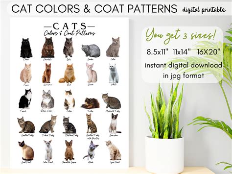 different cat colors