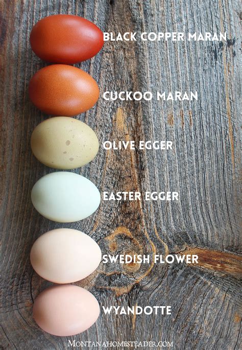 different colored chicken eggs