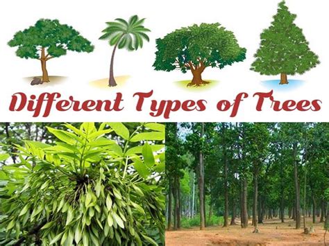 different kinds of forest trees