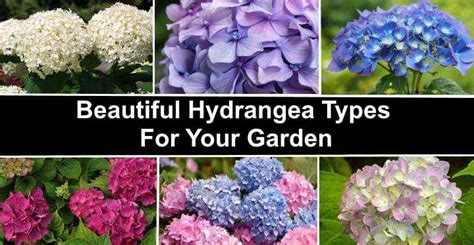 different kinds of hydrangea shrubs