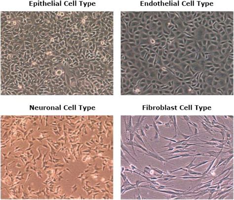 Different Type Of Vero Cell Lines