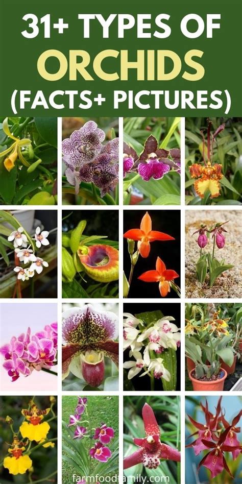 different types of australian orchids