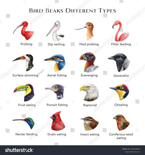 Different Types Of Beaks And Claws Of Birds