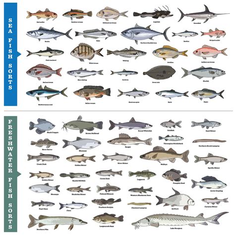 different types of fish