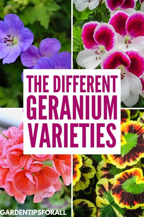 different types of geranium plants