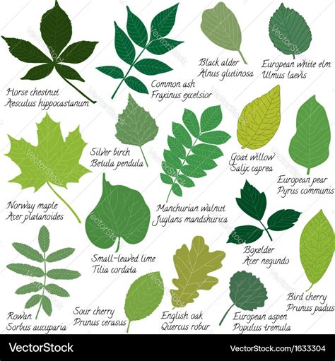 Different Types Of Leaves With Names And Pictures Pictures Of Different Types Of Leaves - Pictures Of Different Types Of Leaves