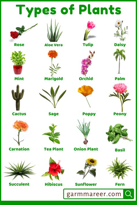 Different Types Of Plants