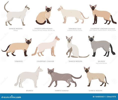 Different Types Of Siamese Cats