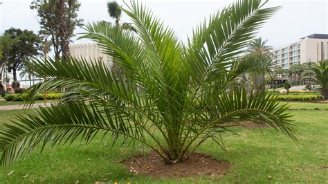 different types of small palms