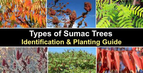 different types of sumac trees