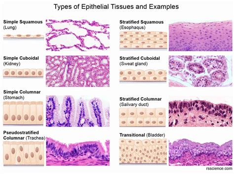 Different Types Of Tissues