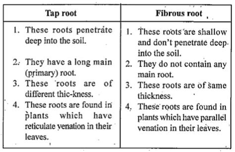 Differentiate Between Tap Root And Adventitious Root