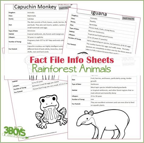 Differentiated Rainforest Animal Fact File Worksheets Twinkl Ranforest Animals Worksheet Kindergarten - Ranforest Animals Worksheet Kindergarten