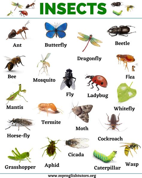 Diffrent Kinds Of Insects