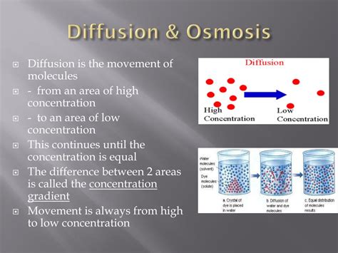 Diffusion Amp Osmosis Cambridge O Level Biology Multiple Biology Diffusion And Osmosis Worksheet - Biology Diffusion And Osmosis Worksheet