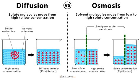 Diffusion And Osmosis Biology Libretexts Osmosis Science - Osmosis Science