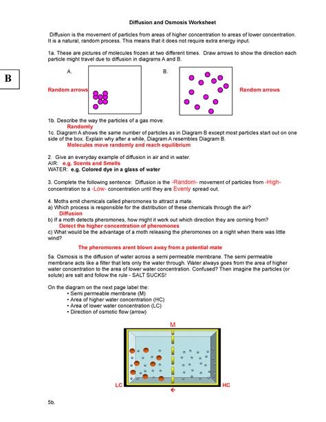 Diffusion And Osmosis Worksheet Key 08 Studocu Biology Diffusion And Osmosis Worksheet - Biology Diffusion And Osmosis Worksheet
